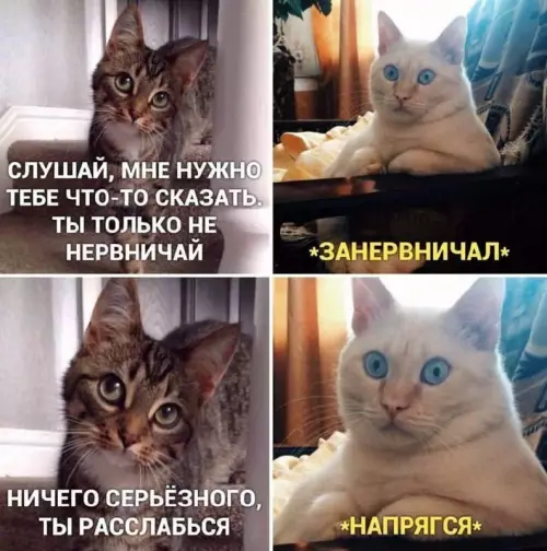Когда новости так себе 😬🐾 - СЛУШАЙ, МНЕ НУЖНО ТЕБЕ ЧТО-ТО СКАЗАТЬ. ТЫ ТОЛЬКО НЕ НЕРВНИЧАЙ