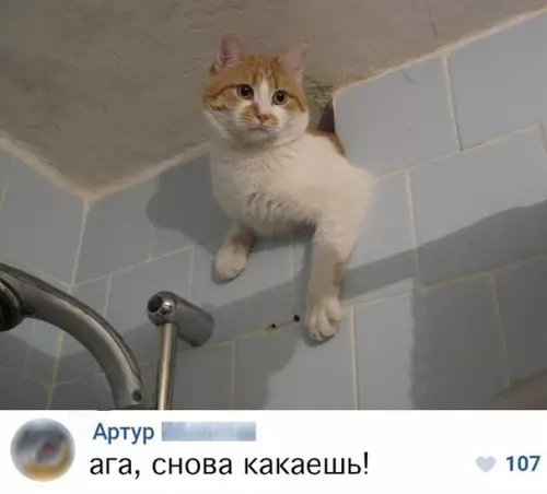 Смешная картинка №252849 коты