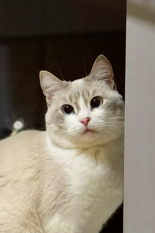 продолжение Смешная картинка №791285