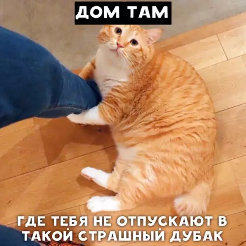 Смешная картинка №393822 Дом там, где котик...)