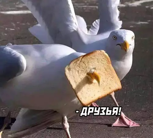 продолжение Смешная картинка №635841