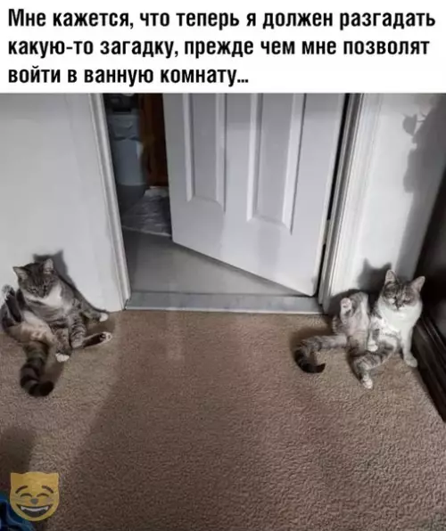 Смешная картинка №370431 #приколы #картинки #мемы ? кошки