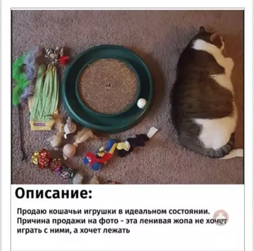 Смешная картинка №499939 Просто кот стремится к идеальной фигуре шара)