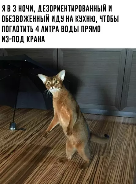 Смешная картинка №462780 Ещё и стараешься никого не разбудить