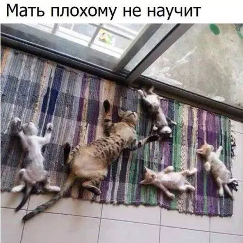 Смешная картинка №186873 кошки