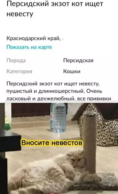 Когда ты серьезно настроен на развод 🐈💍 - Персидский экзот кот ищет невесту. Краснодарский край. Порода: Персидская. Категория: