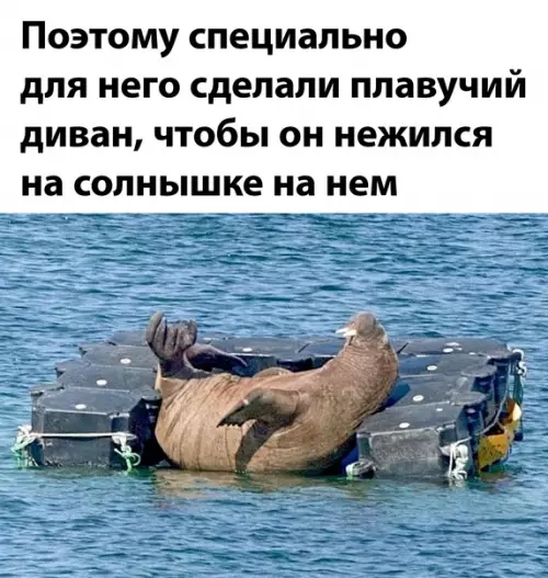продолжение Смешная картинка №600349 Животные