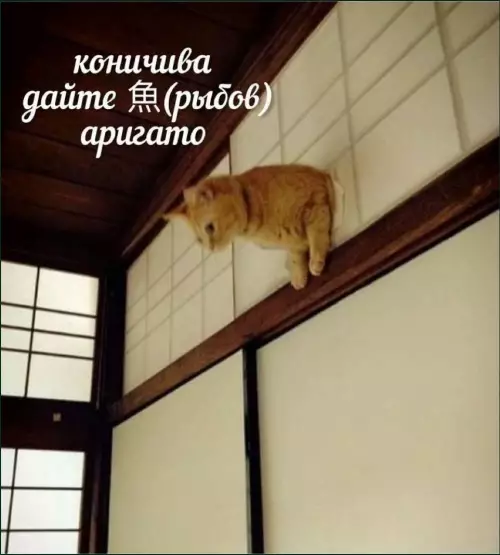 Смешная картинка №813029 Коты