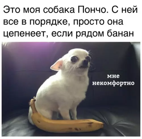 Смешная картинка №338460 Весь миp бананы, а ты в нём Пончo