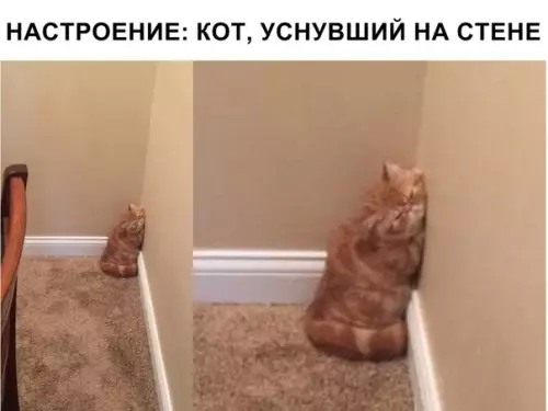 Смешная картинка №324979 коты