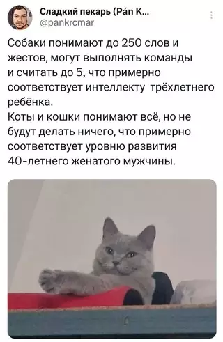 Смешная картинка №699602 Так вот почему мы котики