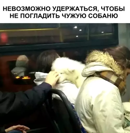 Смешная картинка №338595 Собаки