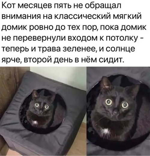 Смешная картинка №691061 Коты