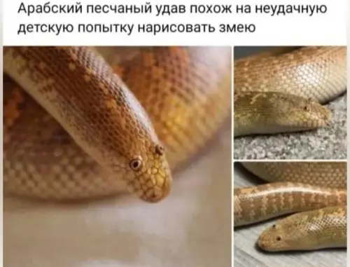 Смешная картинка №673218