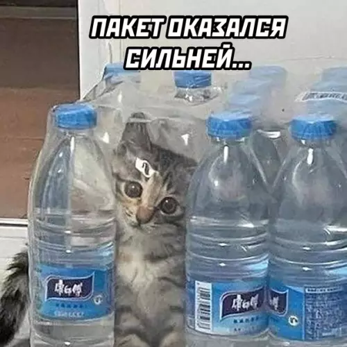 продолжение Смешная картинка №600834