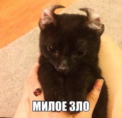 Смешная картинка №222906