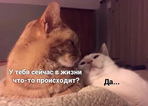 Смешная картинка №492860