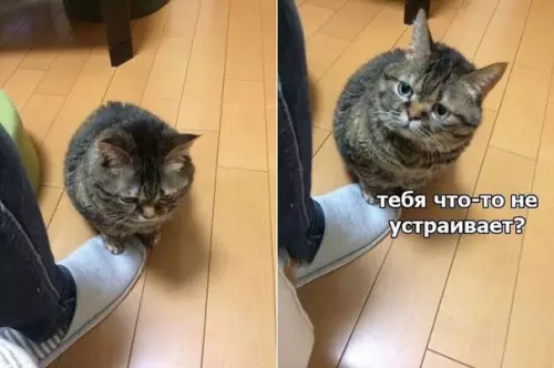 Смешная картинка №237117