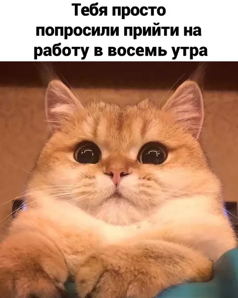 продолжение Смешная картинка №605451 Mнe бы ктo дaл кacкaдёpa