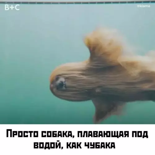 Смешная картинка №419118