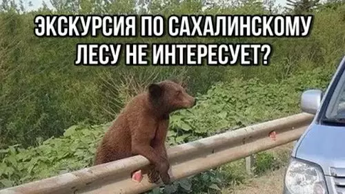 Смешная картинка №312051 Недорого!? Животные