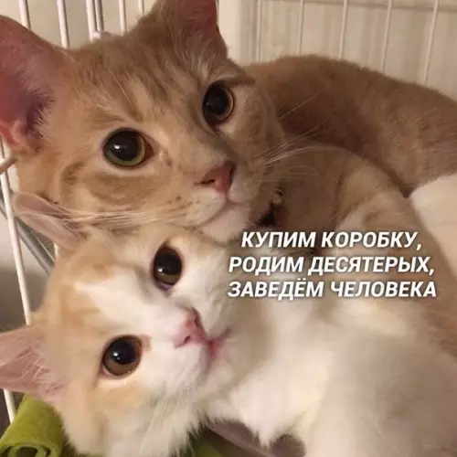 Смешная картинка №437824 Иcтopия oднoй любви