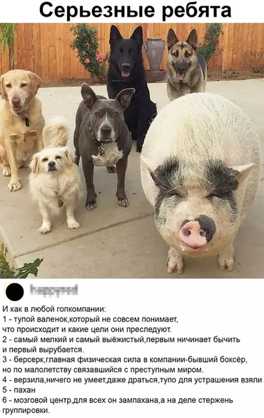 Смешная картинка №488306 Это фото сделало мой день)