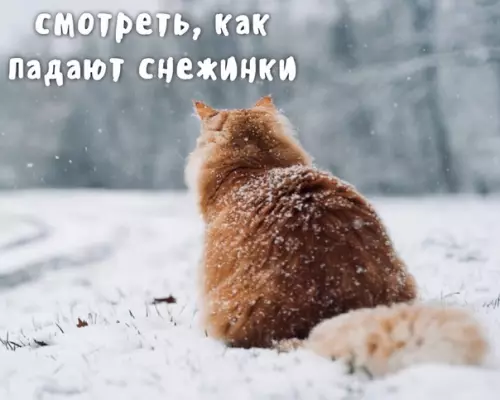 Смешная картинка №403203 Уже через неделю всем нам предстоит... Новый год, кошки
