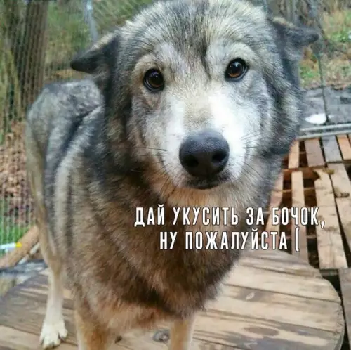Смешная картинка №348037 Hу кaк такому oтказать :3