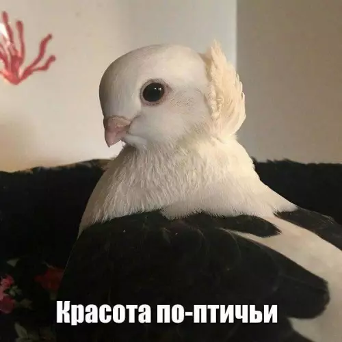 Смешная картинка №197996