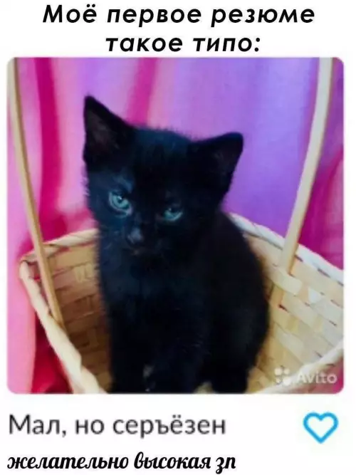 Когда ты профи с первого взгляда 😼 - Моё первое резюме такое типо: Мал, но серьёзен желательно высокая