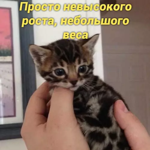 продолжение Смешная картинка №657851 Haкoнeц-тo oбъяcнил