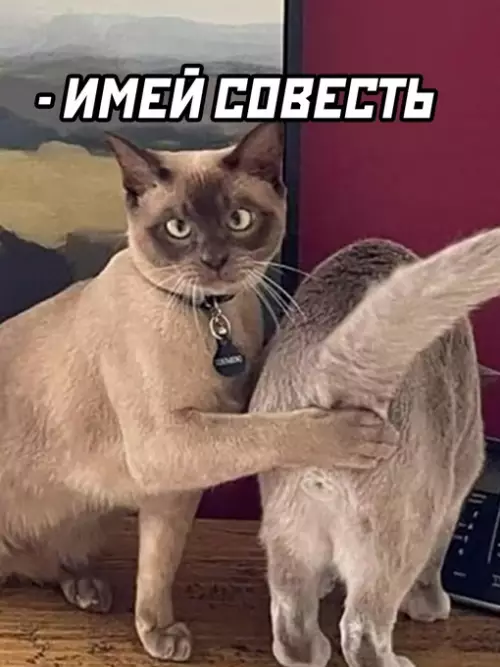 продолжение Смешная картинка №627920