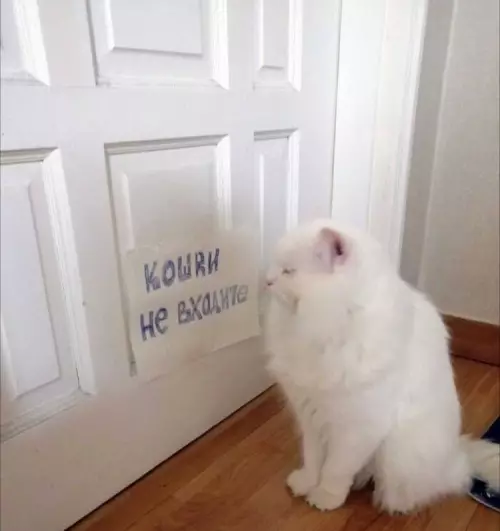 Смешная картинка №739683 Но пачиму