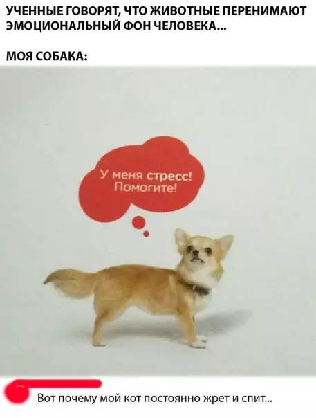 Смешная картинка №293411