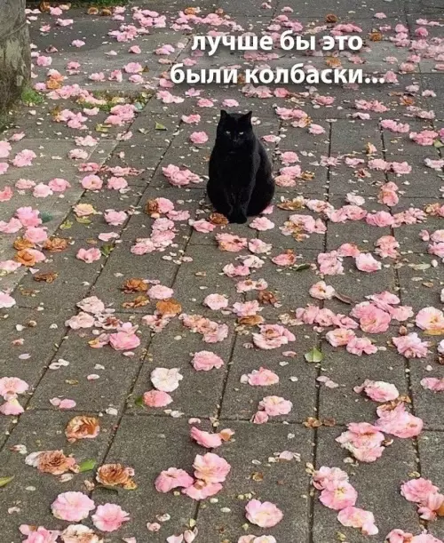 Смешная картинка №787871