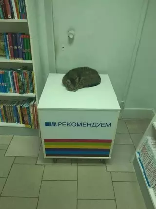 Смешная картинка №715498 Ну, значит надо брать коты