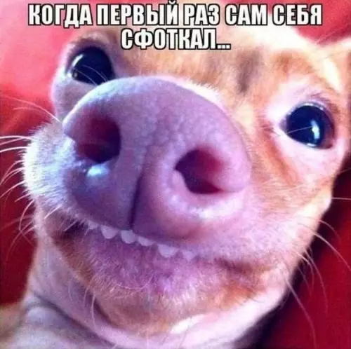 Смешная картинка №381195