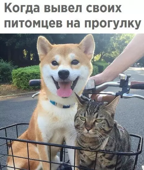 Смешная картинка №212155 собаки
