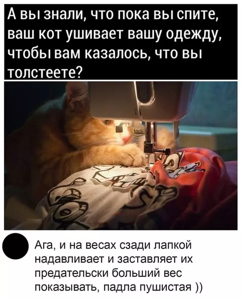 Смешная картинка №492750 Ну, теперь всё ясно. кошки
