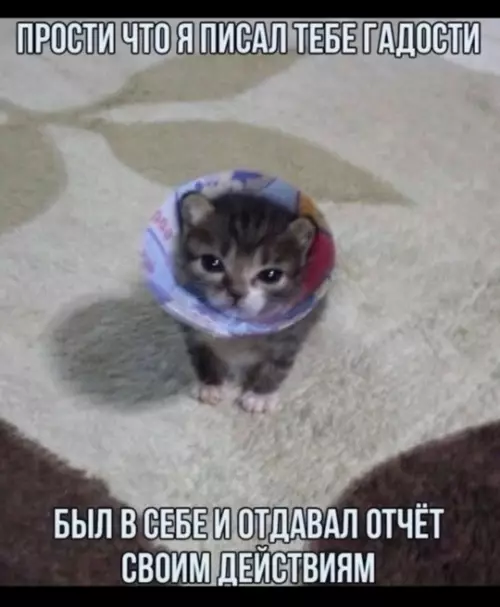 Извинения кота в воротнике