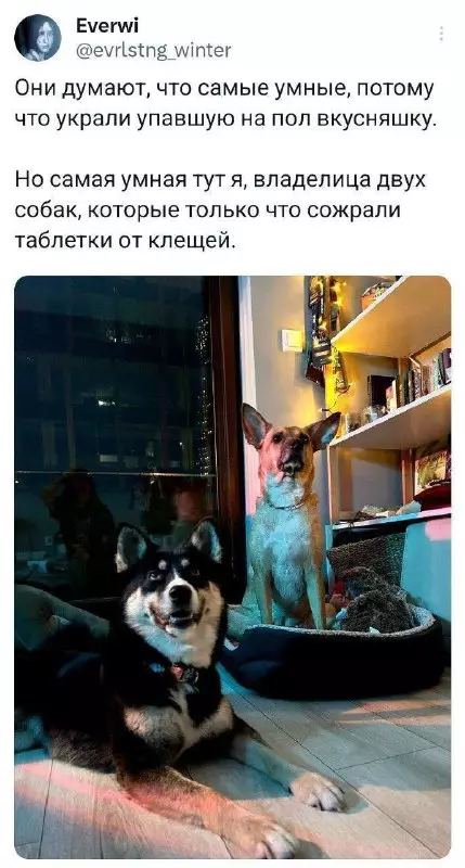 Смешная картинка №733507 Умно Собаки