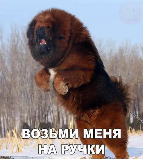 Смешная картинка №181426