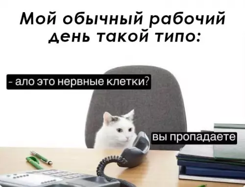 Смешной рабочий день кота