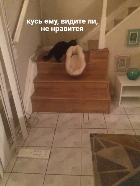 продолжение Смешная картинка №577118 Когда поссорился с котом, и он решил съехать от тебя на второй этаж