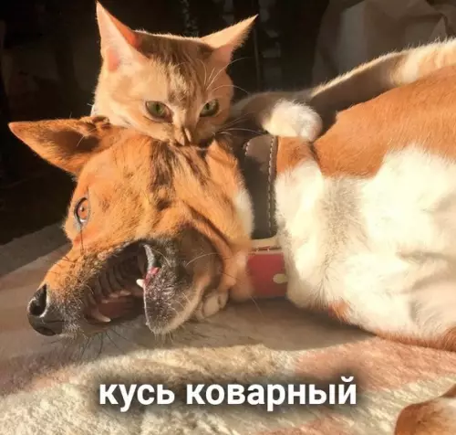 продолжение Смешная картинка №573295 Виды кусь: кошки
