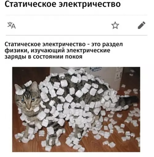 Смешная картинка №502268 Изучаем физику на котиках кошки, физика