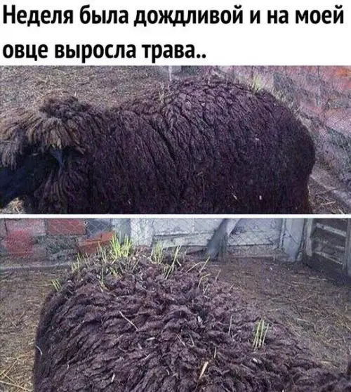 Смешная картинка №393347