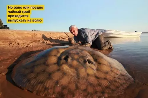 Смешная картинка №321472 чайный гриб