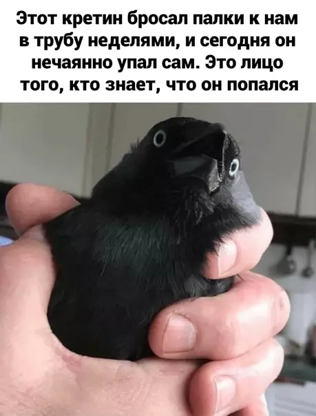 Смешная картинка №553441 Cпaлилcя